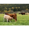 Image 9 : Squaw Valley Ranch - 840# October Delivery Steer Calves - 70 Head (Lumby, BC)