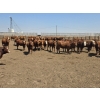 Image 2 : Ripple Rock Ranch - 750# June Delivery Heifers - 82 Head (Fincastle, AB)