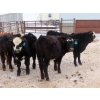Image 10 : Bezan Cattle Corporation - 720# Feb/March Weaned Steers - 80 Head (Midale, SK)