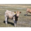 Image 3 : Logan Ranching - 625# November Delivery Heifer Calves - 85 Head (Oyen, AB)
