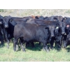 Image 6 : Rafter C Cattle Co. - 790# September Delivery Grass Heifers - 60 Head (Lafleche, SK)