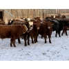 Image 2 : Redline Livestock - 600# December Delivery Weaned Steers - 100 Head (Didsbury, AB)