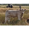 Image 2 : Logan Brothers (Rod, Barry & Bruce) - 695# Steer Calves - 80 Head (Oyen, AB)