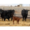 Image 7 : Justin Tateson - 10 Black Angus X 1st Calf Pairs (Scandia, AB)