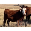 Image 3 : McIntyre Ranch - 24 RBF/RNK March/April Calving Bred Heifers (Magrath, AB)