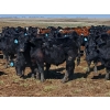 Image 5 : JT Cholin Farms - 800# September Delivery Grass Steers - 75 Head (Biggar, SK)