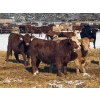 Image 5 : Lobstick Land & Livestock - 1025# September Delivery Grass Heifers - 420 Head (Niton Junction, AB)