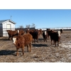 Image 2 : Four Harts Cattle Co. - 940# March/April Delivery Steers - 265 Head (Vermilion, AB)
