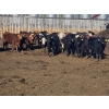 Image 3 : Wyatt & Meg Isaacson - 690# April/May Delivery Steers - 87 Head (Killdeer, SK)