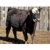 Image 10 : 9X Enterprises - 25 Black Angus X Replacement Heifers (Millicent, AB)