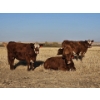 Image 11 : Osadczuk Cattle Co. (Brad & Elaine Osadczuk) - 250 Red Cows *HERD REDUCTION*