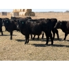 Image 7 : VR Livestock - 700# May Delivery Steers - 79 Head (Tessier, SK)