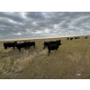 Image 3 : Gerry & Sandy Hansma - 890# September Grass Heifers - 156 Head (Granum, AB)