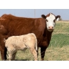Image 17 : Sand Creek Enterprises - 630# October Delivery Steer Calves - 46 Head (Duchess, AB)