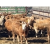 Image 4 : Elkwater Farming Co. - 950# March Delivery Steers - 135 Head (Irvine, AB)