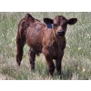 Image 9 : Iron Saddle Ranch - 600# November Delivery Steer Calves - 102 Head (Sintaluta, SK) VBP+
