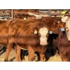 Image 3 : Fox Cattle Co. - 8 Bred Heifers (Pen 422)
