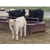 Image 9 : R7 Farms - 720# September Delivery Heifer Calves - 35 Head (Crossfield, AB)