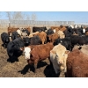 Image 2 : Leon Torkelson - 650# May Delivery Steers - 90 Head (Millicent, AB)