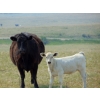 Image 11 : GW Murray Ranches - 480# October Delivery Heifer Calves - 115 Head (Tompkins, SK)
