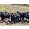 Image 2 : Boggy Springs Ranch - 975# September Delivery Grass Heifers - 45 Head (Maple Creek, SK)