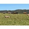 Image 7 : Reilly Lake Ranching - 970# September Delivery Grass Steers - 65 Head (Lloydminster, AB)