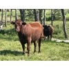 Image 6 : Lone Star Cattle Co. - 1040# Sept/Oct Delivery Grass Steers - 390 Head (Buck Lake, AB)