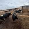 Image 6 : Idaho Dairies/Ranches - 40 Cows (Burley, ID)