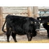 Image 9 : Leon Torkelson - 30 BBF/BWF Replacement Heifers (Millicent, AB)