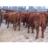 Image 2 : Ranahan Ranch - 975# February Delivery Open Heifers - 38 Head (Wapella, SK)