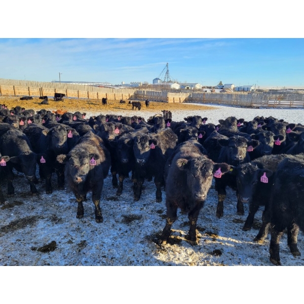 Bauer Ranching - 680# February Weaned Steers - 135 Head (Hilda, AB)