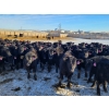 Image 1 : Bauer Ranching - 680# February Weaned Steers - 135 Head (Hilda, AB)