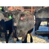 Image 3 : Fox Cattle Co. - 10 Black Heifers (Pen 521)