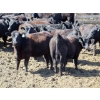 Image 6 : GDS Enterprises Ltd. - 23 Black/BBF Replacement Heifers (Burstall, SK)
