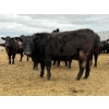 Image 10 : C & L Livestock - 30 Black 2nd Calf 3-Way Pairs (Edam, SK) VBP+