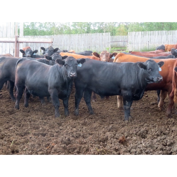 Taylor Enterprises Inc. - 960# Aug/Sept Grass Steers - 189 Head (Wawota, SK)