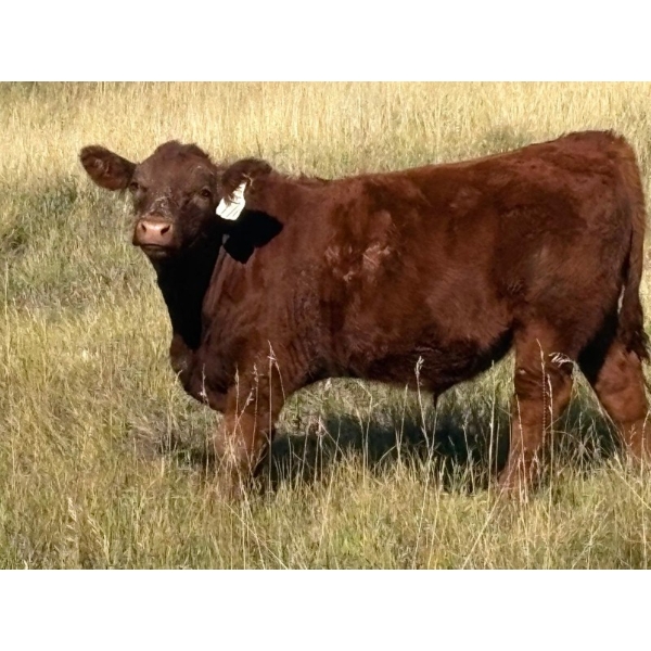 Paul & Krysten Gravelle - 560# October Delivery Steer Calves - 105 Head (Ceylon, SK)