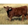 Image 1 : Paul & Krysten Gravelle - 560# October Delivery Steer Calves - 105 Head (Ceylon, SK)