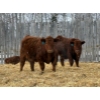 Image 5 : Winn Man Farms - 780# March Delivery Steers - 78 Head (Winnipegosis, MB)