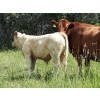 Image 3 : Patton Ranches Ltd. - 650# Steer Calves - 95 Head (Maycroft, AB)