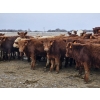 Image 3 : Osadczuk Cattle Co. - 699# March Delivery Heifers - 89 Head (Patricia, AB)