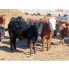 Image 7 : Little Rainbow Ranch - 775# March Delivery Steers - 156 Head (Moosomin, SK)