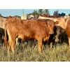 Image 4 : Valley View Ranch - 945# September Delivery Grass Heifers - 58 Head (Strathmore, AB)