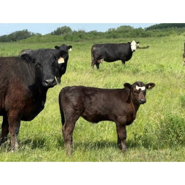 Peake Livestock Inc. - 540# November Delivery Steer Calves - 90 Head (Harrowby, MB)