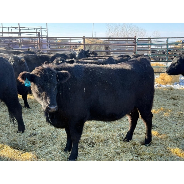 Lazy J Cattle Co. - 14 Second Calvers (Pen 422A)