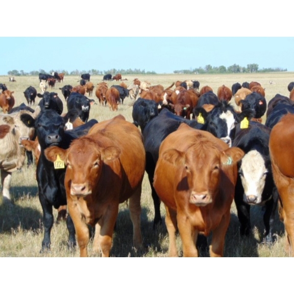 Riverbend Ranch - 940# September Delivery Grass Heifers - 325 Head (Scotfield, AB)