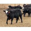 Image 13 : Peake Livestock Inc. - 750# April Delivery Heifers - 80 Head (Roblin, MB)