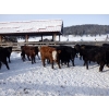 Image 6 : Devick’s Ranch - 720# Jan/Feb Weaned Steers - 66 Head (Kamloops, BC)