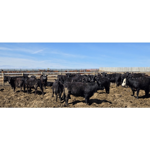 Cattlewood Farms Ltd. - 675# May Delivery Heifers - 170 Head (Swalwell, AB)