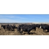Image 1 : Cattlewood Farms Ltd. - 675# May Delivery Heifers - 170 Head (Swalwell, AB)